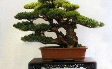 10月1日 中国盆景精品邀请展