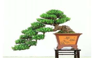 提起盆景 张老师兴致勃勃地回忆起来