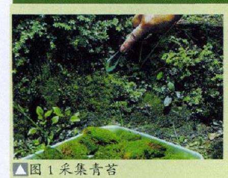 盆景青苔怎么繁殖的5个方法 图片