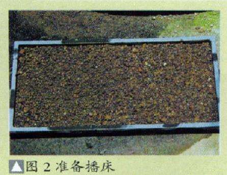 盆景青苔怎么繁殖的5个方法 图片