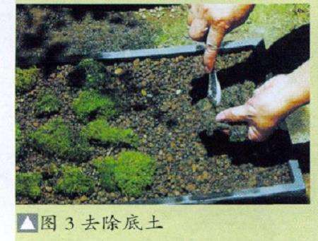 盆景青苔怎么繁殖的5个方法 图片