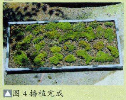 盆景青苔怎么繁殖的5个方法 图片