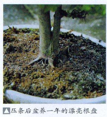 盆景青苔怎么换植的6个要领