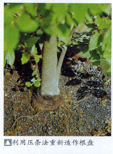 盆景青苔怎么换植的6个要领