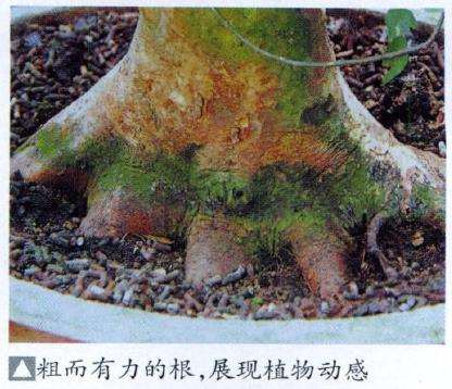 盆景根怎么修剪整理的8个方法 图片