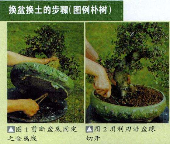 图解 盆景怎么换盆换土维持树型美