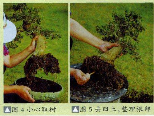 图解 盆景怎么换盆换土维持树型美