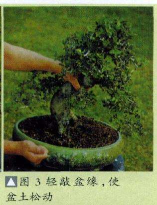 图解 盆景怎么换盆换土维持树型美