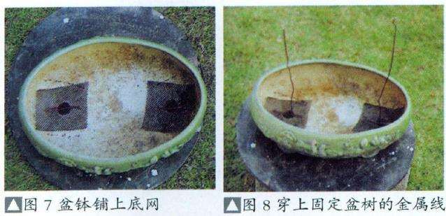 图解 盆景怎么换盆换土维持树型美