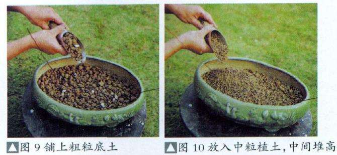 图解 盆景怎么换盆换土维持树型美