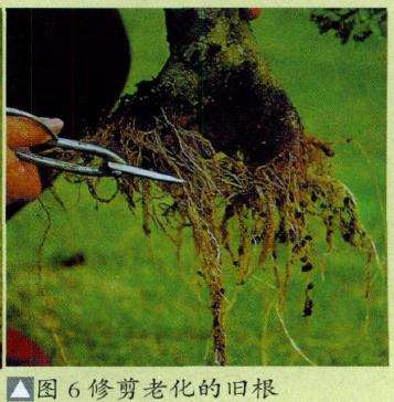 图解 盆景怎么换盆换土维持树型美
