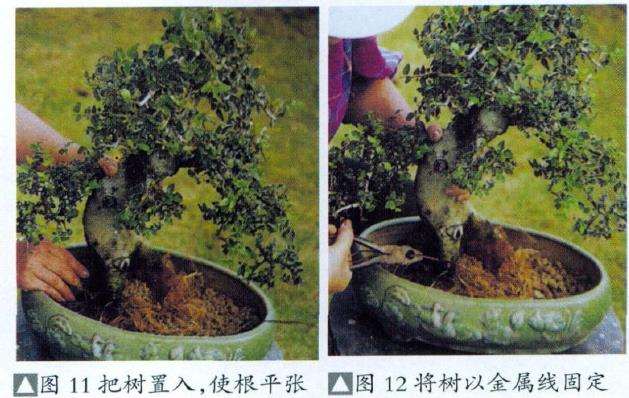 图解 盆景怎么换盆换土维持树型美