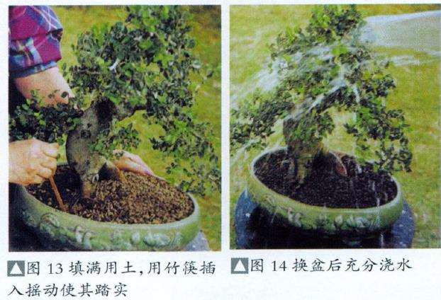 图解 盆景怎么换盆换土维持树型美