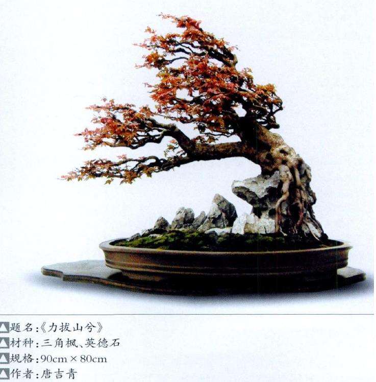 创新亦是盆景艺术发展中的重大课