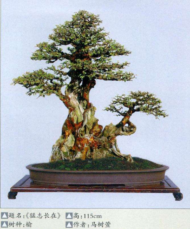 福鼎盆景兴起时 每年都举办展览