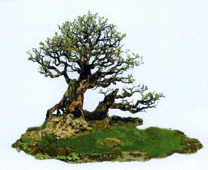 福鼎盆景兴起时 每年都举办展览