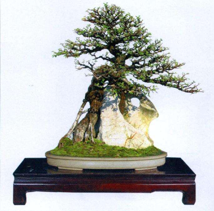 福鼎盆景兴起时 每年都举办展览