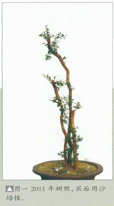 韩学年培育下山桩为盆景的4个步骤