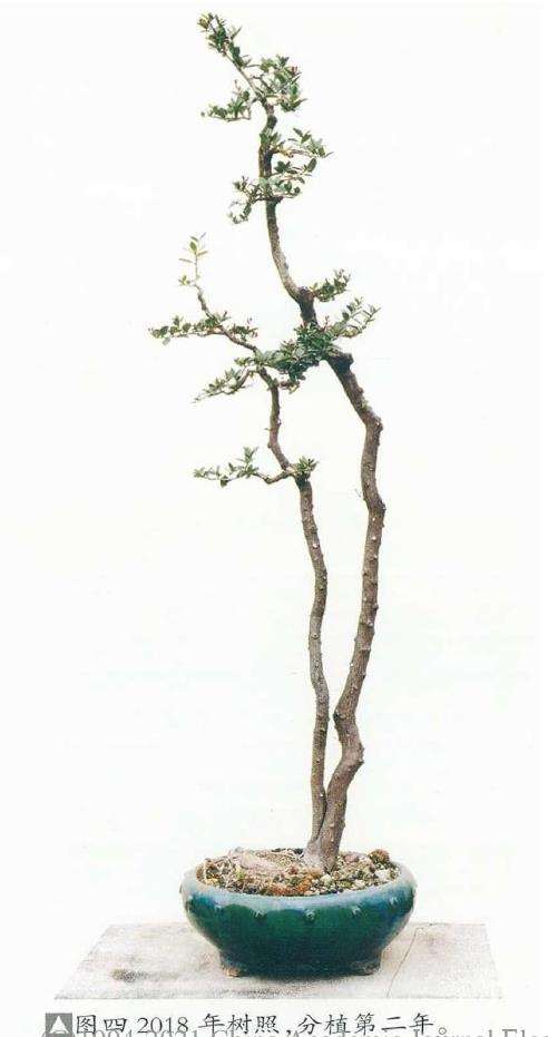 韩学年培育下山桩为盆景的4个步骤