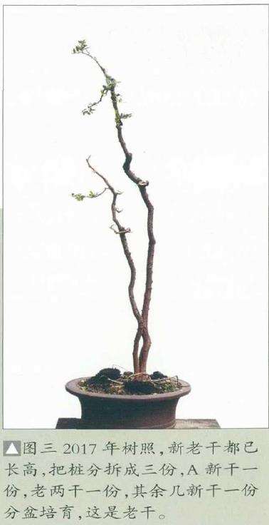 韩学年培育下山桩为盆景的4个步骤