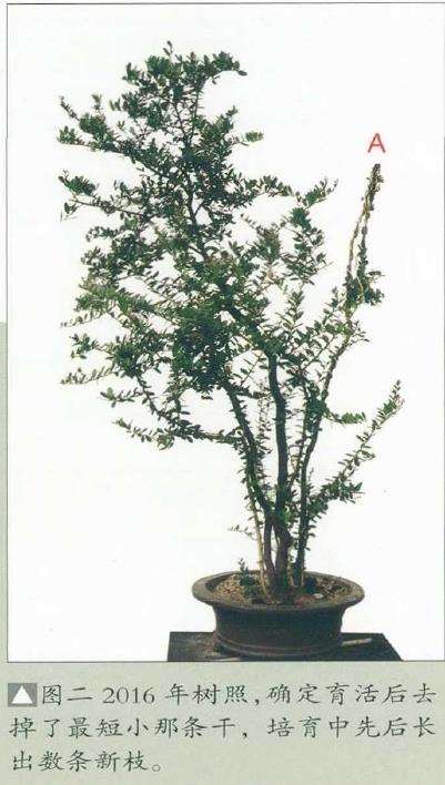 韩学年培育下山桩为盆景的4个步骤