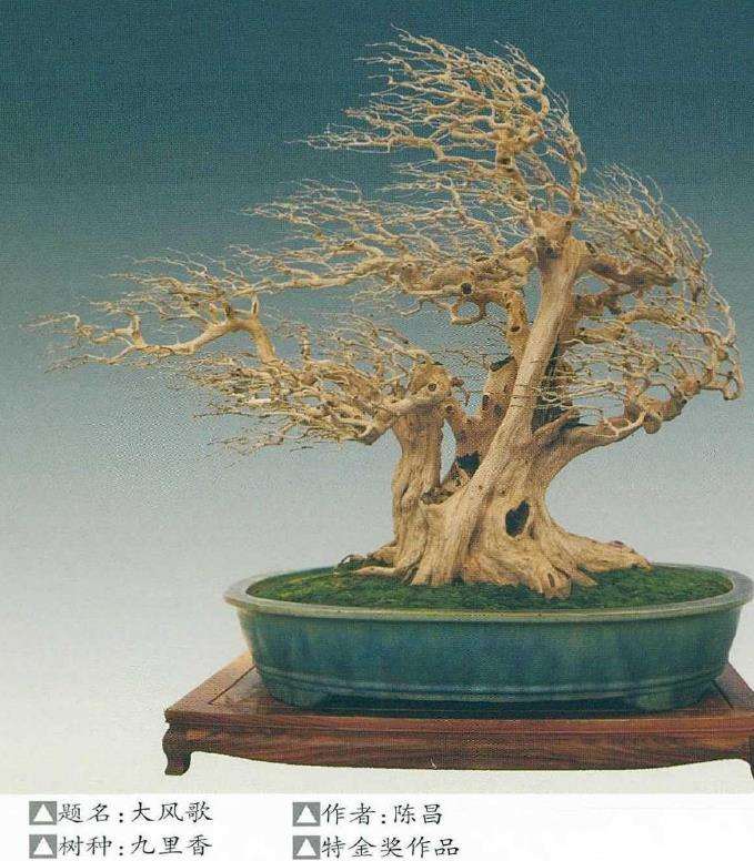 2021 上海第三届中国杯盆景大赛