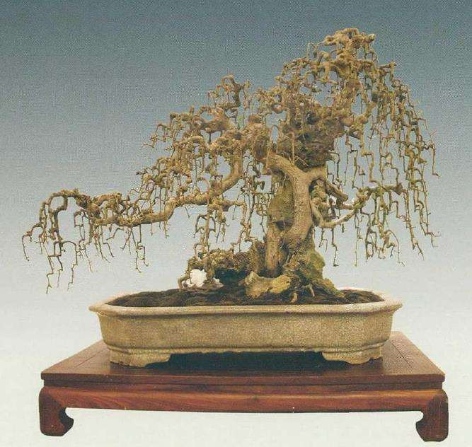 2021 上海第三届中国杯盆景大赛