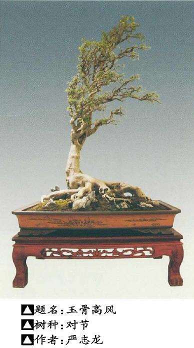 2021 上海第三届中国杯盆景大赛