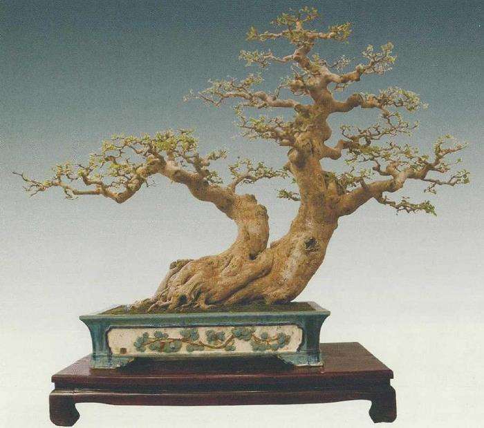 2021 上海第三届中国杯盆景大赛