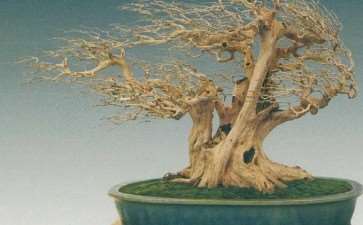 2021 上海第三届中国杯盆景大赛