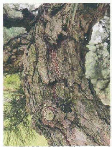 锦松盆景怎么杂交改良