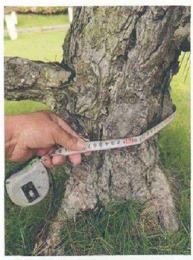 锦松盆景怎么杂交改良