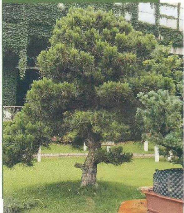 锦松盆景怎么杂交改良