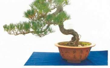 2021年 陇南首届盆景展 图片