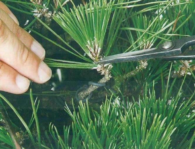 黑松盆景造型怎么切芽的5个方法 图片