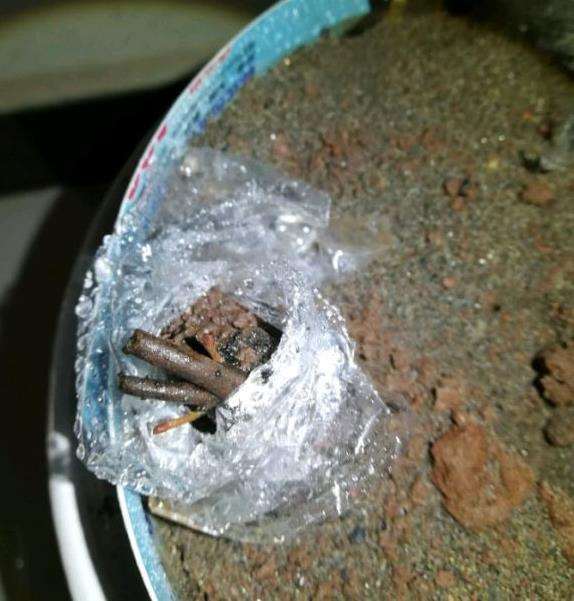 黄山松盆景切芽前后的对比图