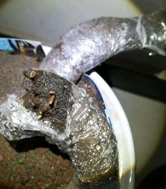 黄山松盆景切芽前后的对比图