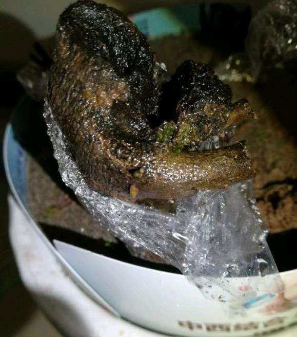 黄山松盆景切芽前后的对比图