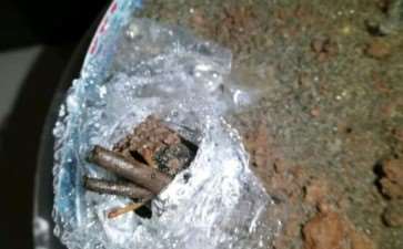 黄山松盆景切芽前后的对比图 图片