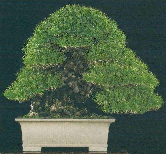 黑松盆景怎么切芽技法的精髓方法