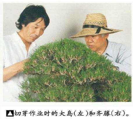 黑松盆景怎么切芽技法的精髓方法