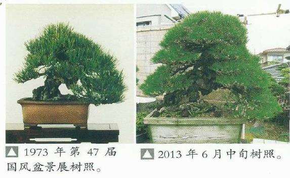 图解 黑松盆景怎么切芽技法的精髓方法