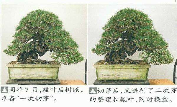 图解 黑松盆景怎么切芽技法的精髓方法