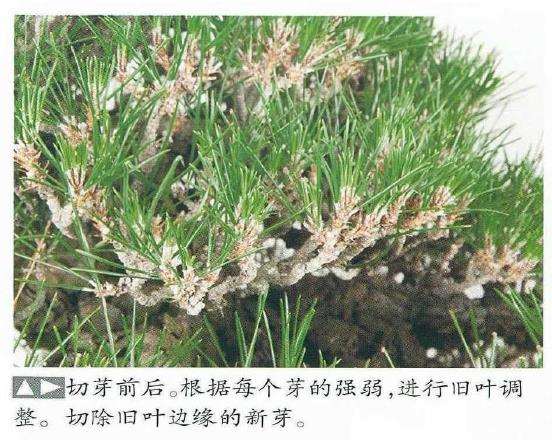 图解 黑松盆景怎么切芽技法的精髓方法