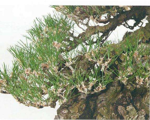 图解 黑松盆景怎么切芽技法的精髓方法