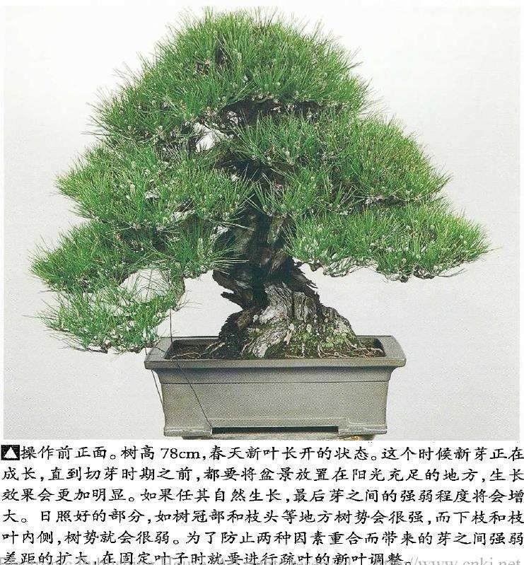 图解 黑松盆景怎么二次切芽的5个步骤