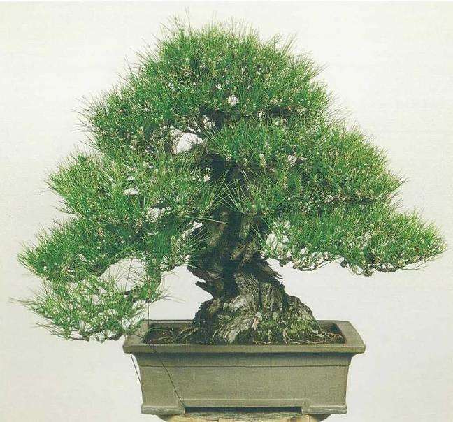 图解 黑松盆景怎么二次切芽的5个步骤