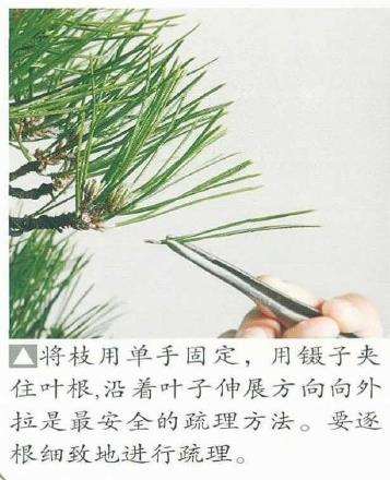 图解 黑松盆景怎么二次切芽的5个步骤