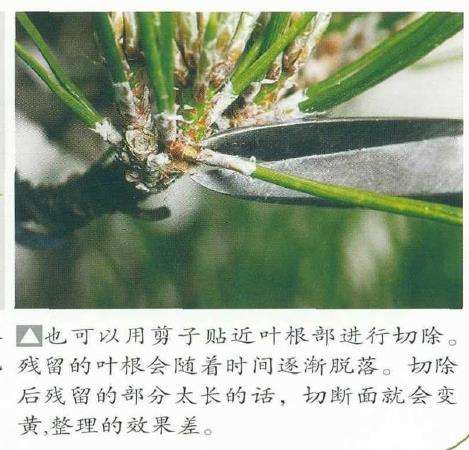 图解 黑松盆景怎么二次切芽的5个步骤