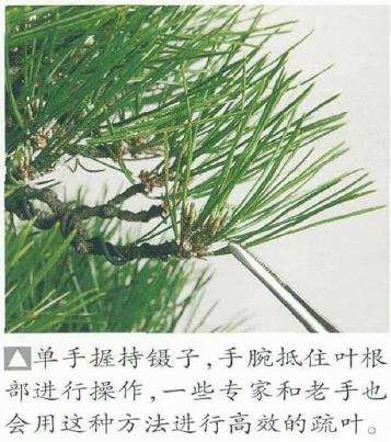 图解 黑松盆景怎么二次切芽的5个步骤